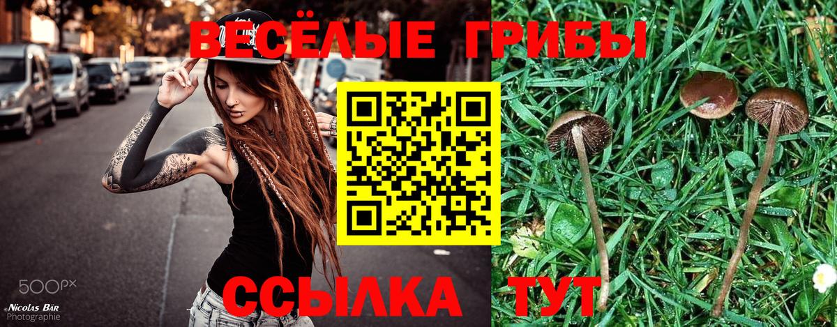 Галлюциногенные грибы мухоморы  купить наркоту  Курчатов  Псилоцибиновые грибы Psilocybe  Вход с VPN 