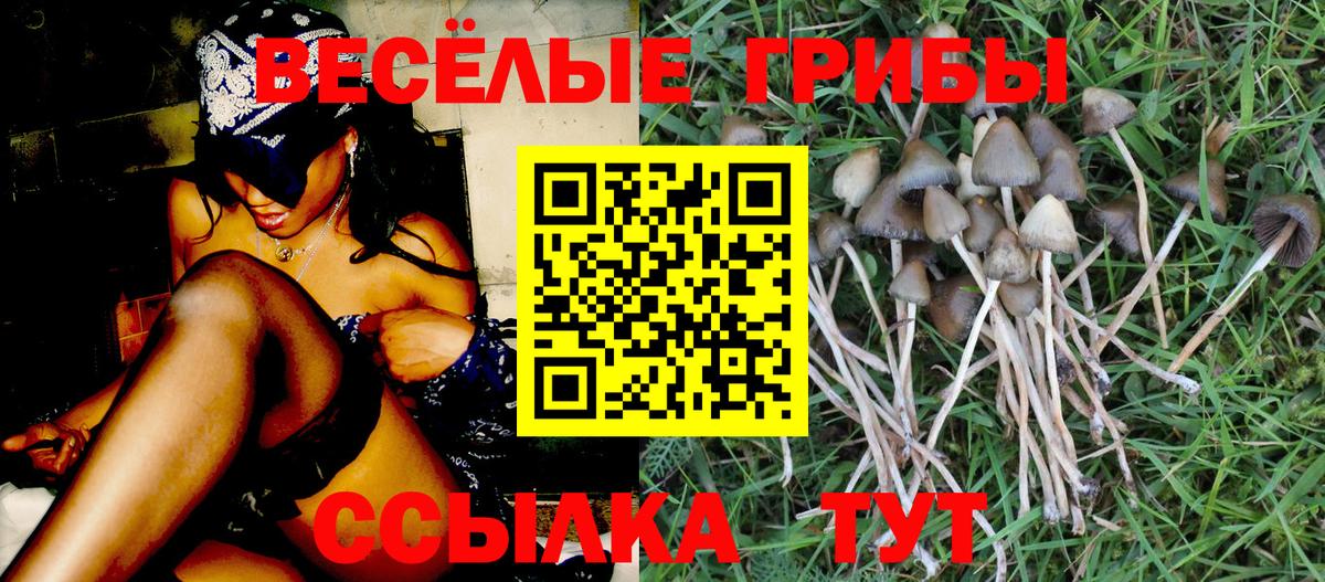 Галлюциногенные грибы мухоморы Курчатов